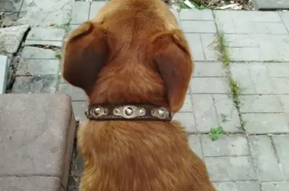 Найденные животные Тверь, фото: Найдена собака на улице Шишкова, Тверь