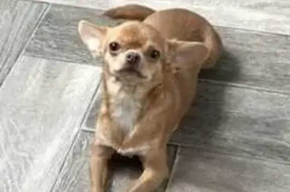 Собаки потеряшки, Красноярск, фото: Потеряшка собака чихуахуа на ул. 60 лет Октября