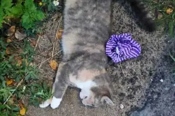 Найдена кошка, , фото: Кошка сбита у Краснофлотской 19, Вырица