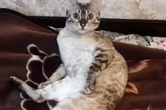 Кошки потеряшки, Следневское, фото: Потеряшка кошка, 17Н-129, Следневское СП