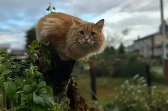 Пропала кошка в селе Великий Враг, Калухина