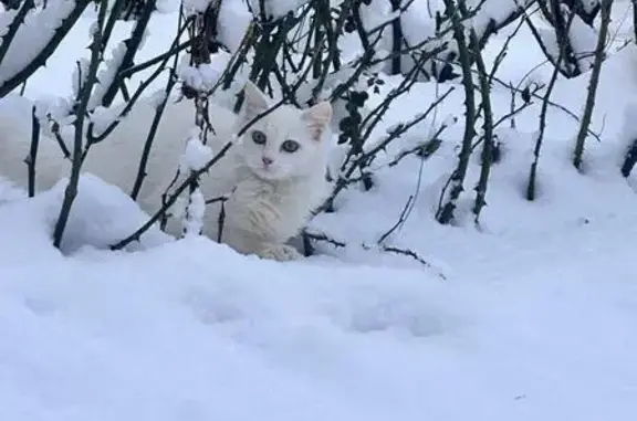 Пропала кошка, Российская ул., 22Г, Ростов-на-Дону