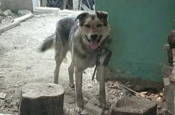 Собаки потеряшки, Вольно-Надеждинское, фото: Потеряшка собака, Трактовая 67, Вольно-Надеждинское