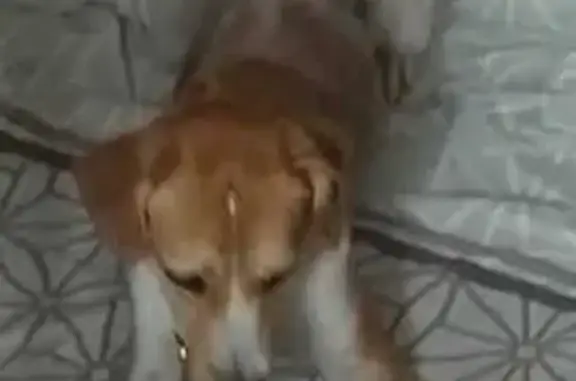 Потерянные животные Митино, фото: Пропала собака, ул. Анцигина, 25