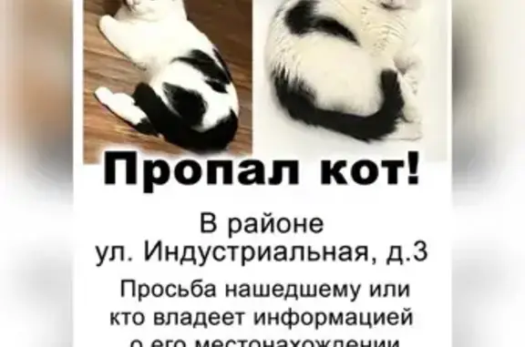 Пропал котик, Индустриальная 3, Подольск