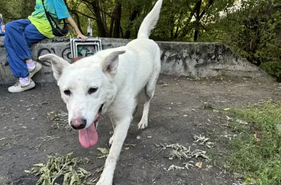 Найдена собака на Холмогорской, 2 к3, Москва