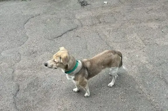 Собаки потеряшки, Шакша, фото: Потеряшка пёс в Уфе, ул. Калинина, 80