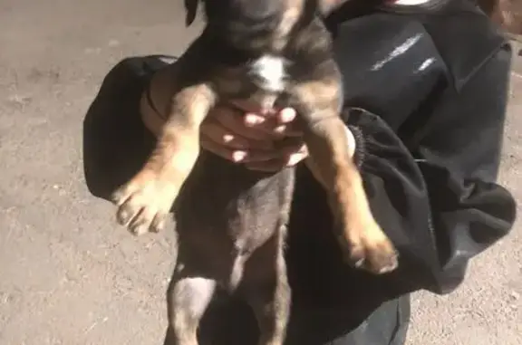 Найдена собака, Котово, фото: Найдена собака на ул. Губкина, 1, Котово