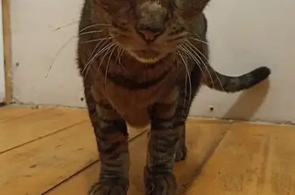 Найдена кошка, Дзержинск, фото: Найдена кошка, Дзержинск, пр. Дзержинского