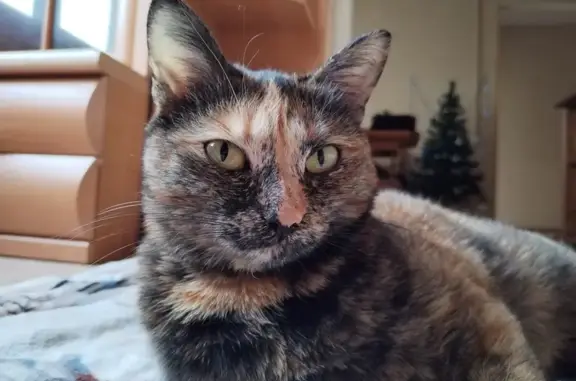 Потерянные животные Борзовая Заимка, фото: Пропала кошка, Байкальская ул., Борзовая Заимка