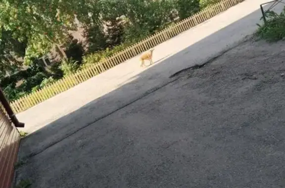 Найдена собака, ул. Металлистов, 18, Ульяновск