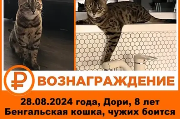 Кошки потеряшки, Никольское, фото: Потеряшка кошка, Комсомольская ул., Никольское