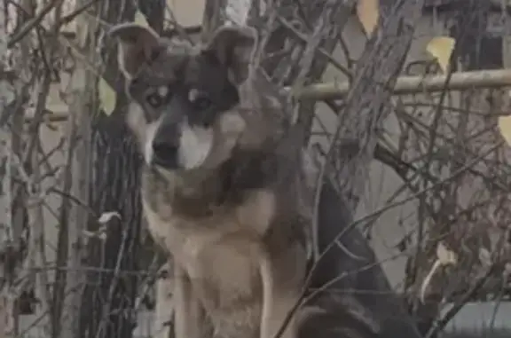 Собаки потеряшки, Кедровое, фото: Потеряшка собака, Северная ул., Кедровое