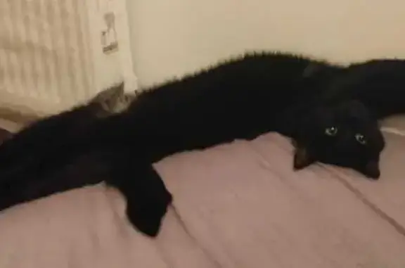 Кошки потеряшки, Новая Адыгея, фото: Потеряшка кошка, Новая Адыгея, ул. Песочная 1