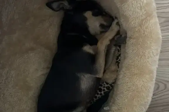 Найдена собака, Вяземский, фото: Собака найдена на АЗС, Вяземский, ул. Солнечная