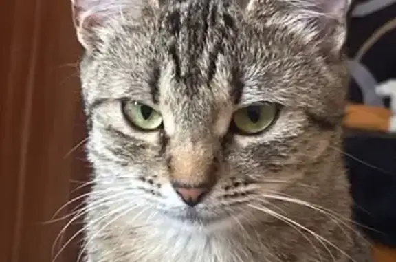 Кошки потеряшки, , фото: Потеряшка кошка, ул. Миллера Ж.А., 56