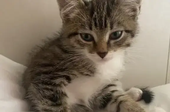 Кошки потеряшки, Рязань, фото: Потеряшка кошка на Интернациональной, 5В