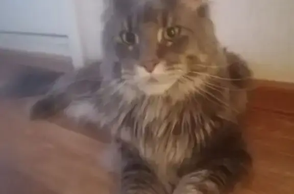 Кошки потеряшки, Воронцовка, фото: Потеряшка кошка, Советская ул., Воронцовка