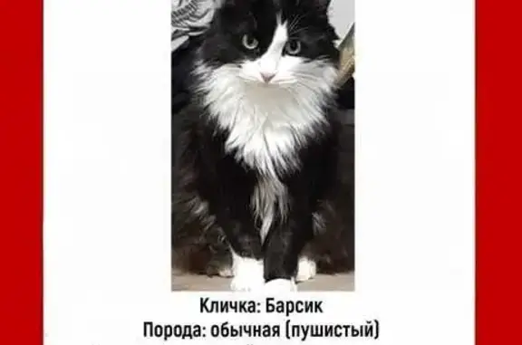 Потерянные животные Толмачево, фото: Пропала кошка, Толмачево, ул. Слободская, 97