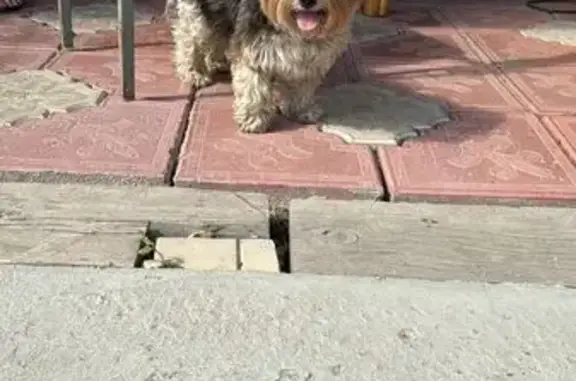 Йорк найден на Каширском шоссе, Лужники