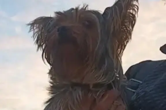 Найдена собака, Осиново, фото: Найден Йоркширский терьер, Осиново, Татарстан