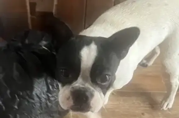 Найдена собака, , фото: Собака найдена на базе 