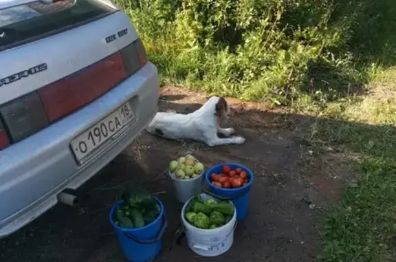 Пропала собака в СНТ Кузьминка, Удмуртия