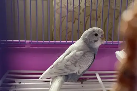 Пропал попугай, Грибоедова 6, Калининград