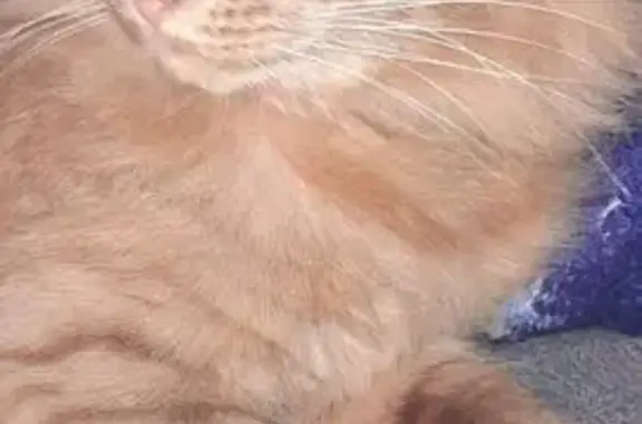 Кошки потеряшки, Спасск, фото: Потеряшка кот Симба, г. Спасск, ул. Ленина, 46