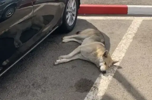 Найдена собака на АЗС «Восток», Шеморбаш