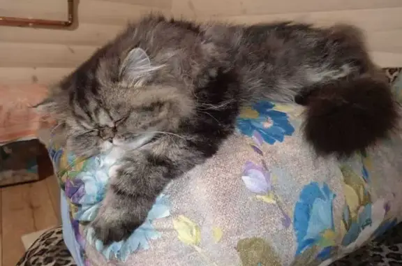 Кошки потеряшки, , фото: Потеряшка кошка, Дорожная ул., Новосафоновский