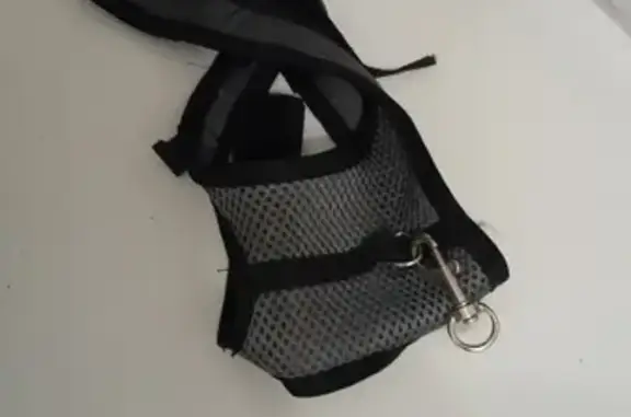 Найдена кошка, Ростов-на-Дону, фото: Найдена кошка, пл. Борко, Ростов-на-Дону