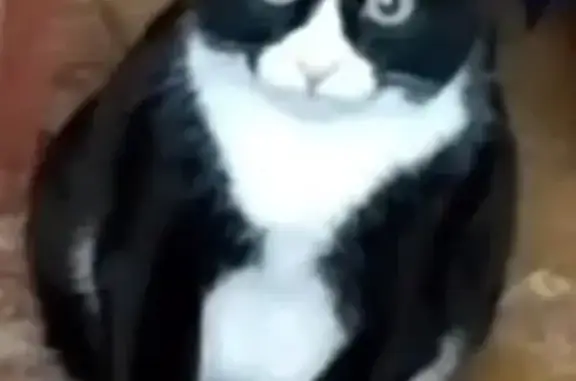 Кошки потеряшки, , фото: Потеряшка кошка на ул. Ломоносова, 9, Ижевск