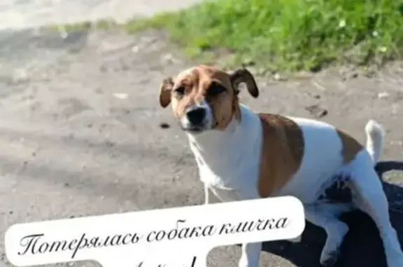 Собаки потеряшки, , фото: Потеряшка собака на ул. Зырянова, Нижневартовск