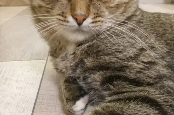 Объявления о пропавших и найденных животных, Петра Дубрава, фото: Пропала кошка, ул. 60 лет Октября, 4