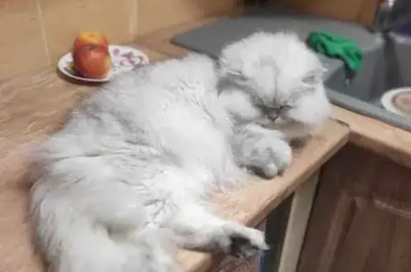 Потерянные животные , фото: Пропал кот Боня! Западная 18, кв. 35