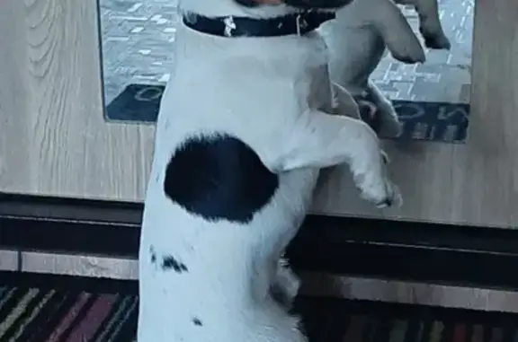 Объявления о пропавших и найденных животных, Саратов, фото: Пропала собака, Волжская ул., Водник