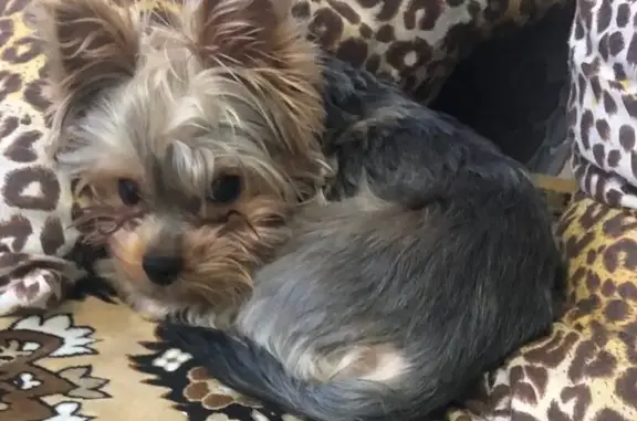 Объявления о пропавших и найденных животных, Тепличный, фото: Пропала собака, Маркина 64, Тепличный