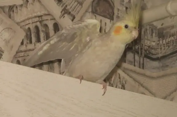 Пропал попугай, Новая ул., 3, Васильково