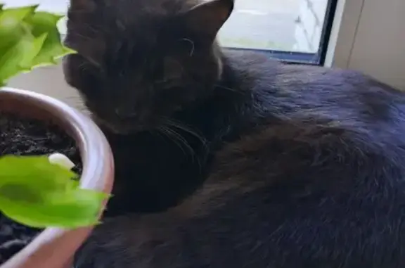 Найдена кошка, Липецк, фото: Найдена кошка на ул. 8 Марта, 13, Липецк