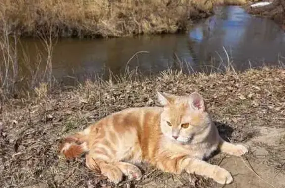 Пропал рыжий кот, Мирный переулок, Ртищево