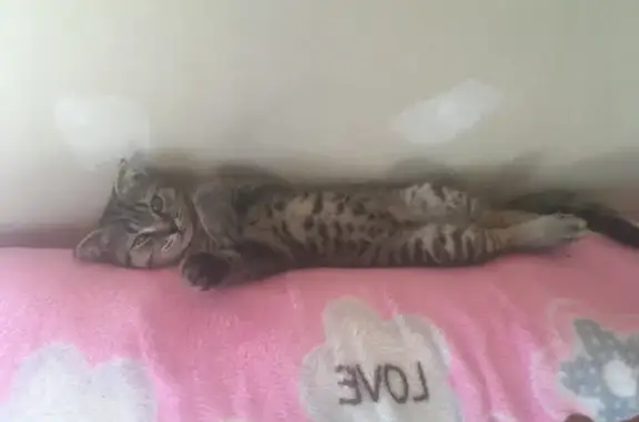 Кошки потеряшки, Грановщина, фото: Потеряшка кошка, ул. Кирилла Лаврова, Грановщина