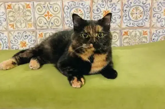 Кошки потеряшки, Вологда, фото: Потеряшка кошка, Весенний переулок, 1