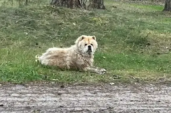 Найдена собака чао-чао, 46Н-07950, МО