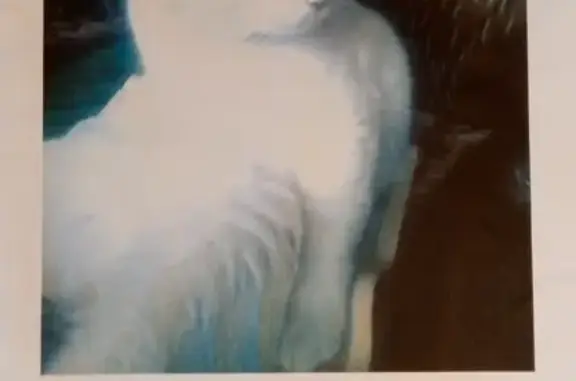 Кошки потеряшки, Мара-Аягъы, фото: Потеряшка кот! 91Н-036, Мара-Аягъы