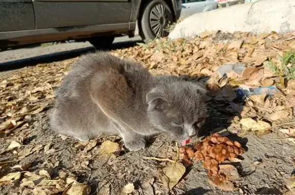 Найдена кошка, ул. Ленина, 10, Коркино