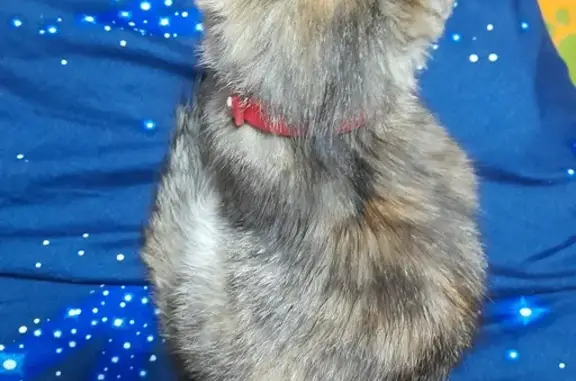 Найдена кошка, Ишим, фото: Найдена кошка, Тюменская улица, 20