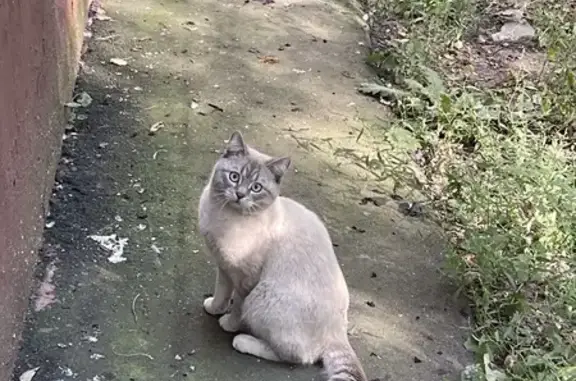 Найдена кошка, Линии Октябрьской ЖД, 4, Москва