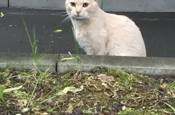 Пропала кошка! Улица Рогова, Москва