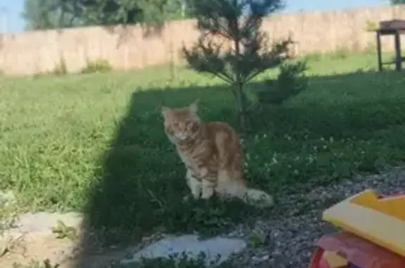 Кошки потеряшки, Терентьево, фото: Потеряшка кошка, Есаульский сельсовет, Красноярск